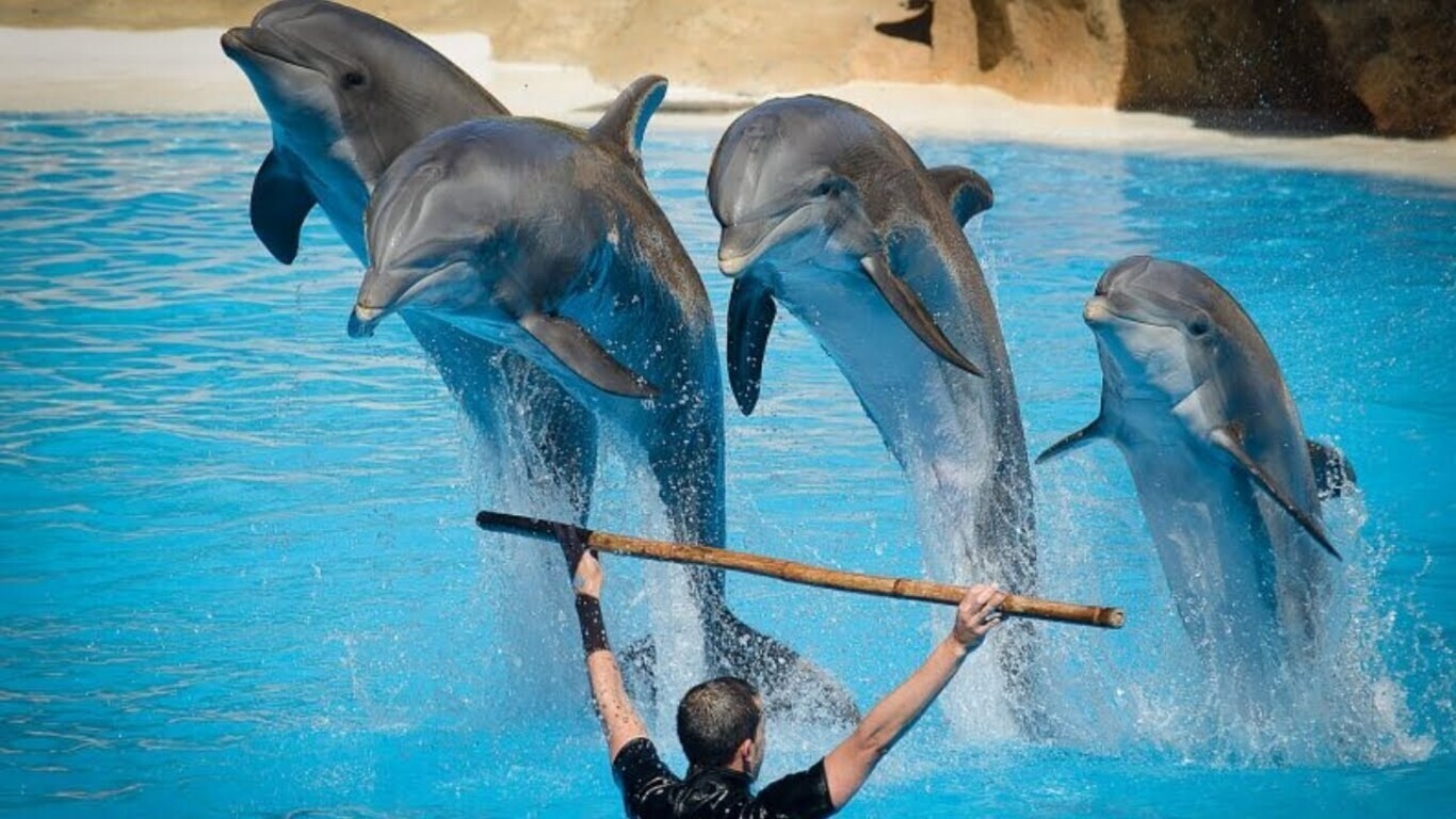 Dolphin Show